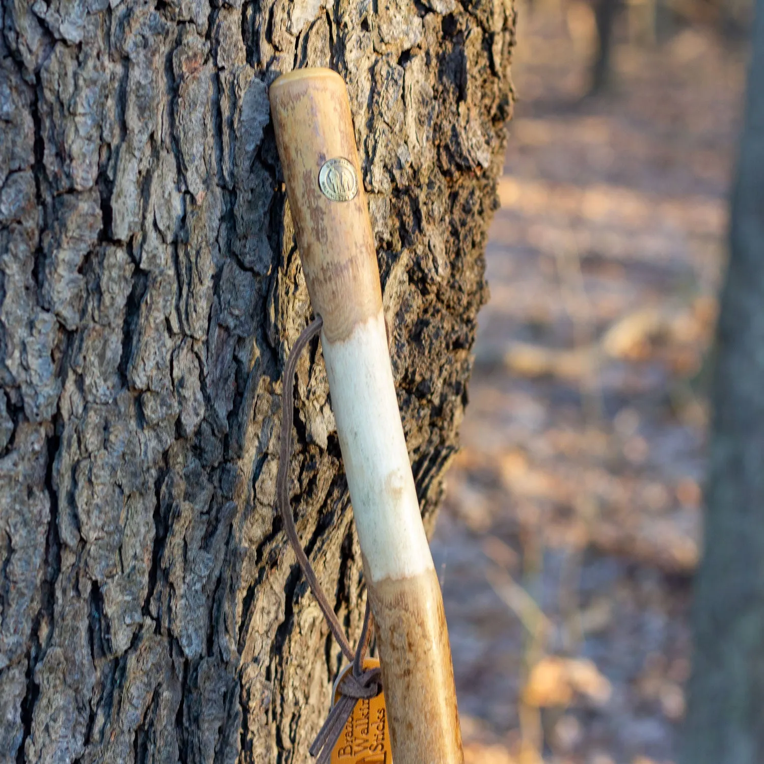 Twisted Assorted Hardwood Rustic Walking Stick 55"