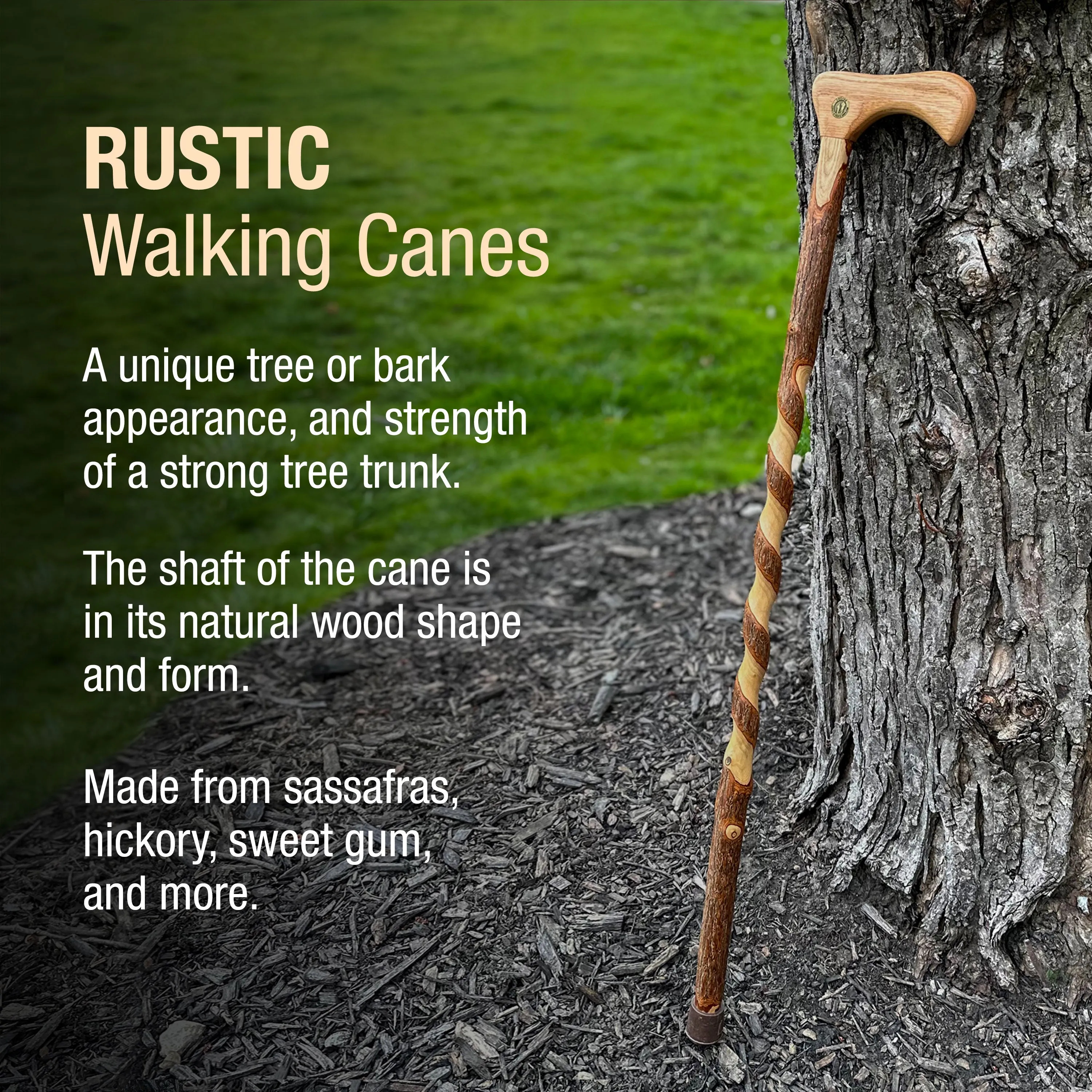 Twisted Sassafras Traditional Rustic Walking Cane 37"