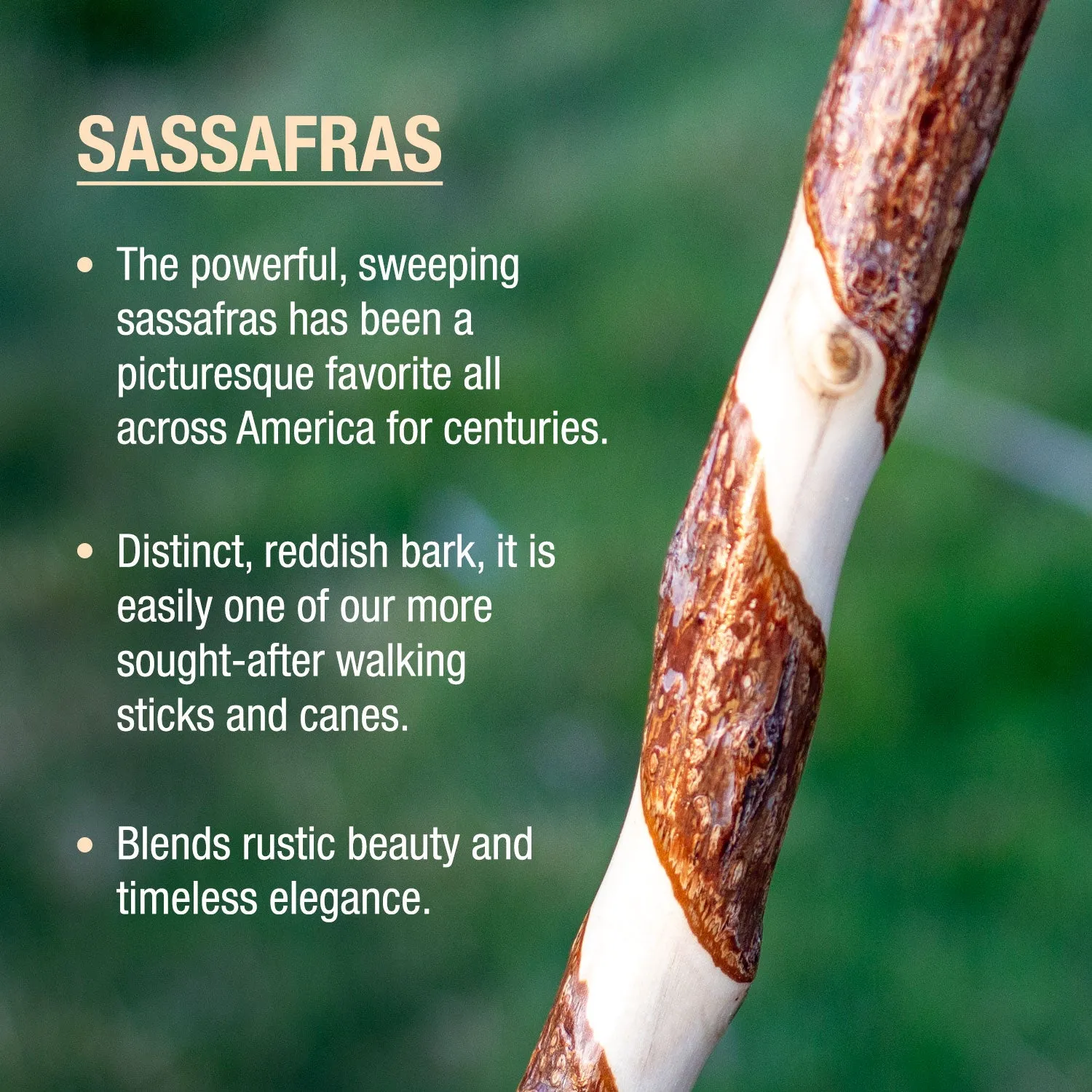 Twisted Sassafras Traditional Rustic Walking Cane 37"